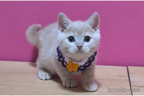 成約済の東京都のスコティッシュフォールド-103705の4枚目